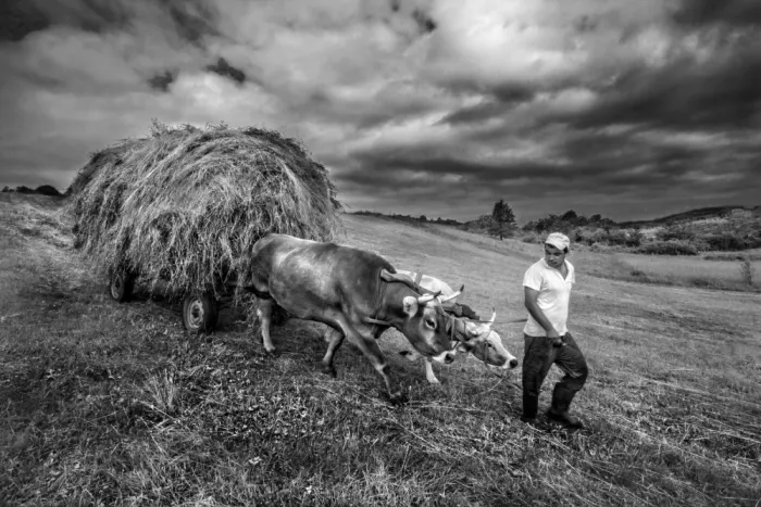 Calin, Silvia Rucsandra: Agricultura tradicional BW