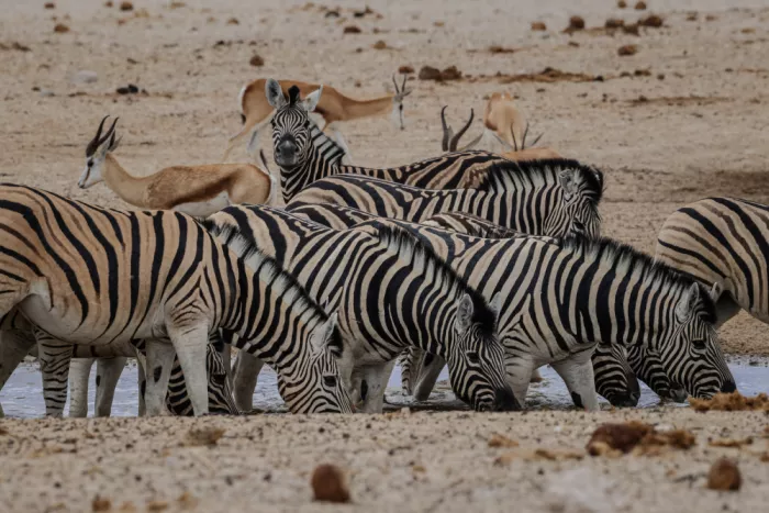 Badalov, Jamil: Waterholes of Etosha