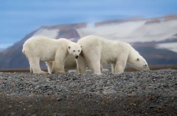 Nagpal, Manish: Mommy and cub