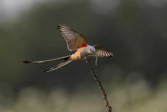 Wang, Max: Scissor-tailed Flycatcher