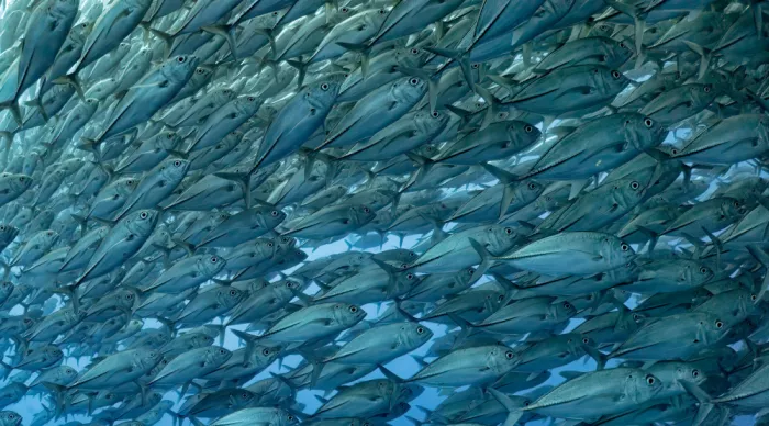 Meirovich, Ido: Fischparty