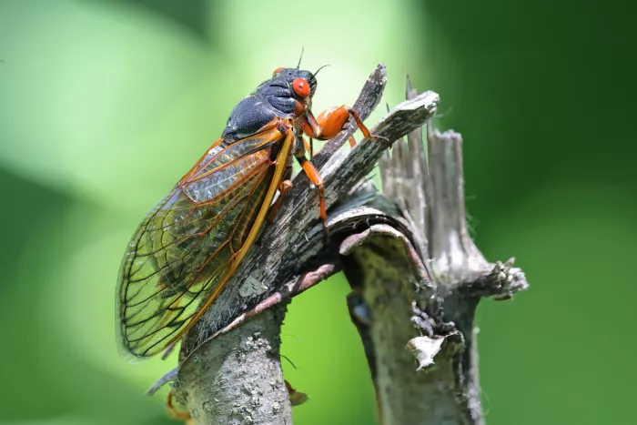 Matt: Red Eyed Cicadas