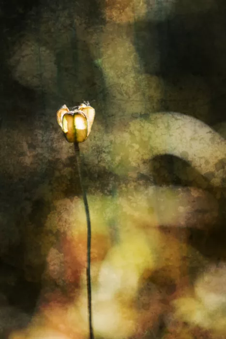 Cui, yang Xiang: Light