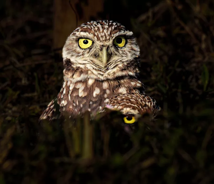 Siegel, S. Jerome: Burrowing Owls