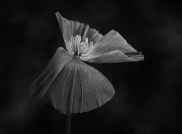 Grønkjær, Lotte: Amapola de California