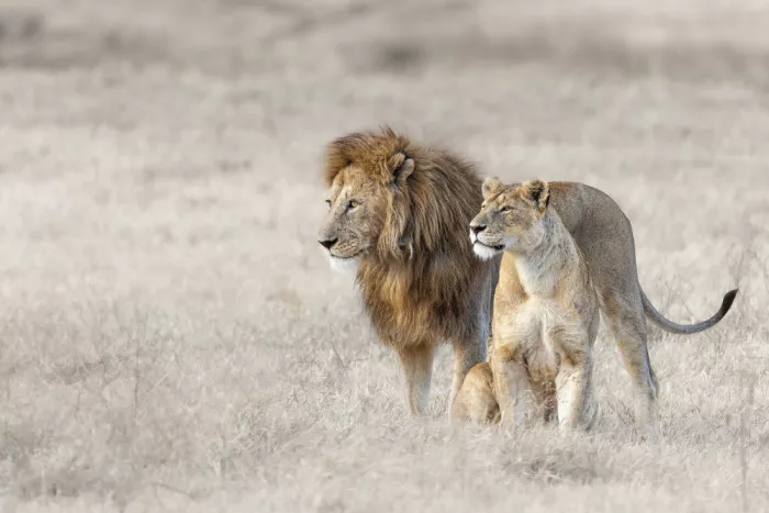Khataw, Ali: Le Couple