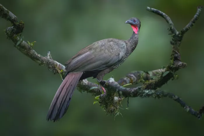 Zhao, Qing: Dusky Legged Guan