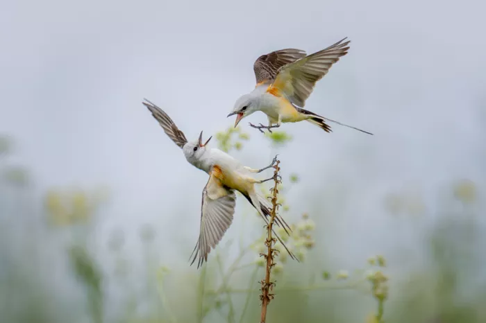Wang, Max: Scissor-tailed Flycatcher