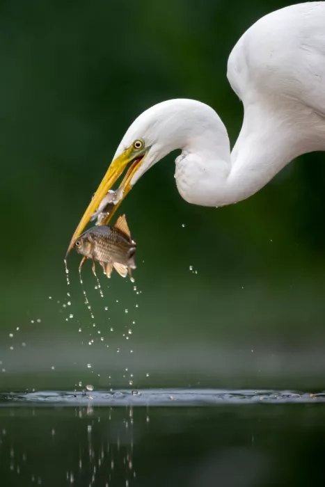 NOTO, DI GENNARO: Double catch