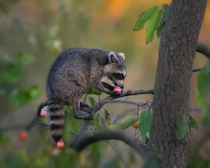 P., Ruiqing: El mapache comiendo caquis