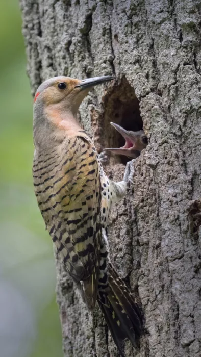 Luo, Dan: Northern Flicker