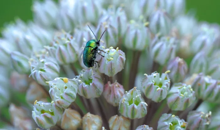 Dufour, Thierry: Verde smeraldo...