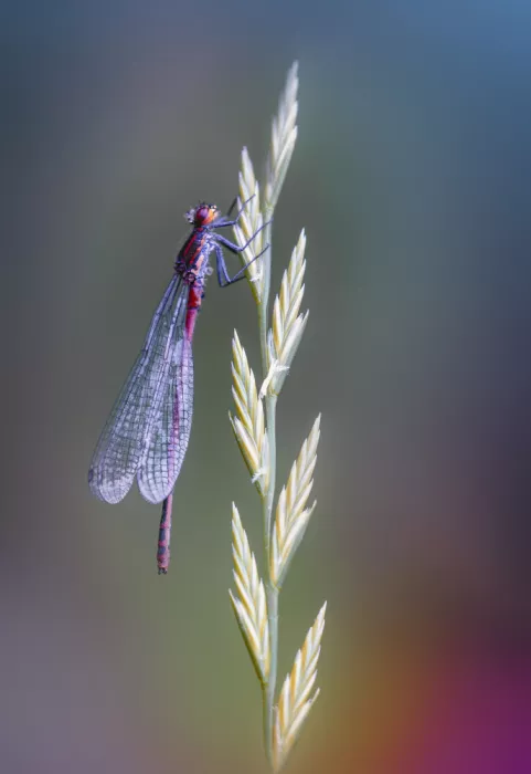 Daminelli, Fabrizio: Pyrrhosoma nymphula