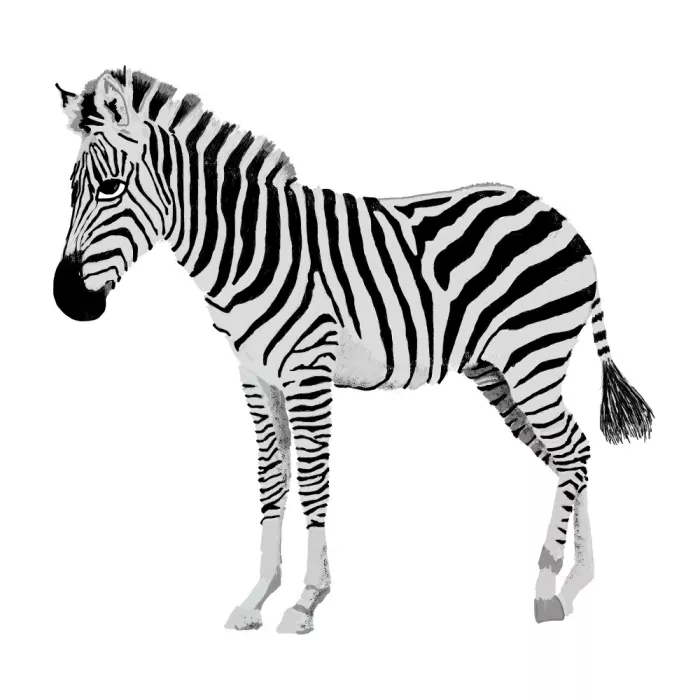 Rakos, Lynnda: Zebra