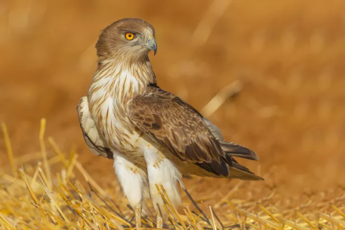 Mizrachy, Haim: Short-toed snake eagle model