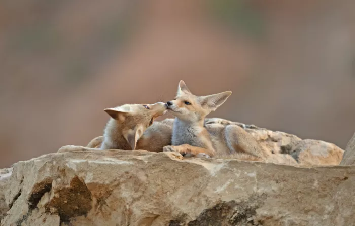 Waldmann, Shlomo: Love of Foxes