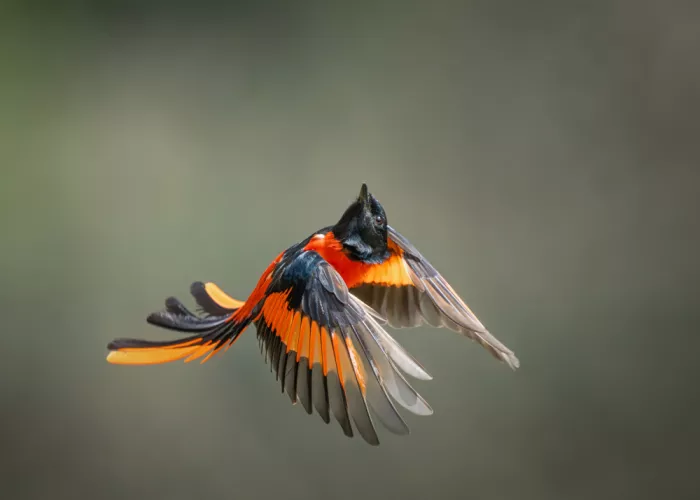 Li, Alex: Scarlet minivet
