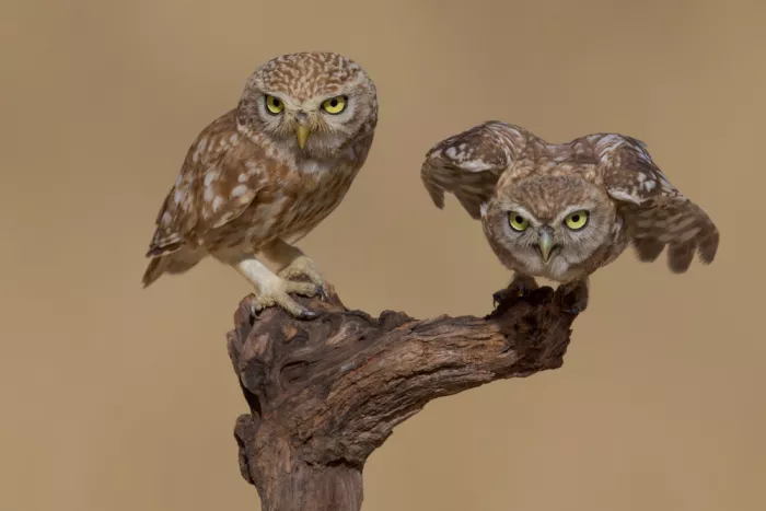 Manusevich, David: Little owls