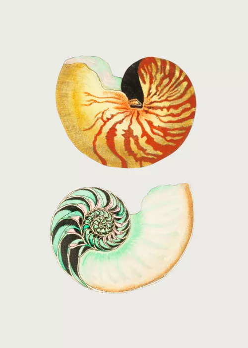Shaw, George: Great Nautilus
