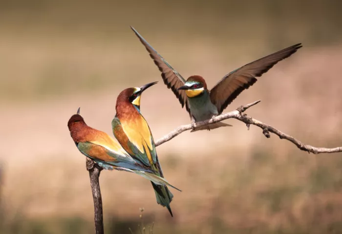 Zhang, Dennis: Bee-eater (1)