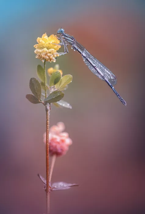Daminelli, Fabrizio: Platycnemis pennipes