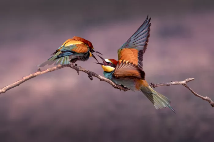 Zhang, Dennis: Bee-Eater (3)