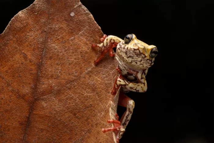 Widjaja, Sally: Gelber Frosch