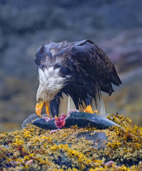 Waldmann, Shlomo: Bald Eagle with Breakfast