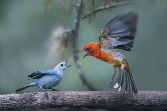 Zhao, Qing: Tit for Tat