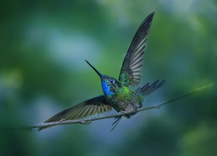 Zhao, Qing: Take off