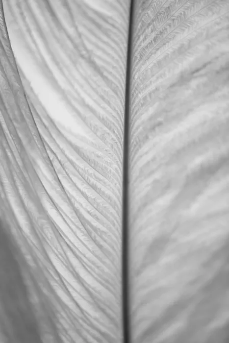 Collins, Lynn Crystal: Pluma n.º 2