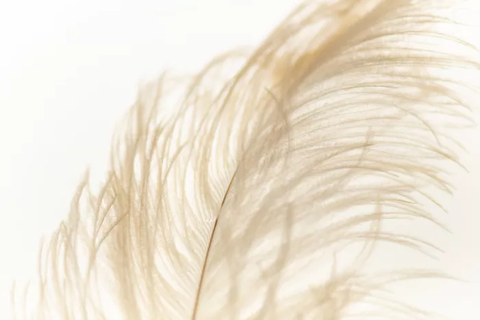 Collins, Lynn Crystal: Pluma n.º1