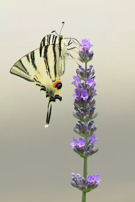 Ascic, Simun: Rara Papilio machaon su lavanda