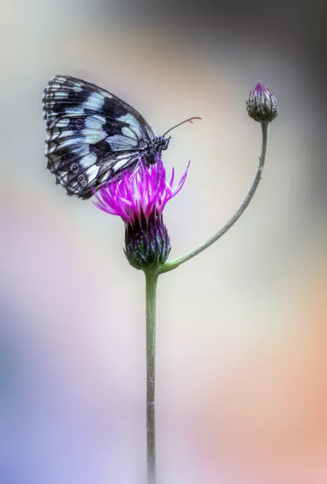 Daminelli, Fabrizio: Melanargia galathea
