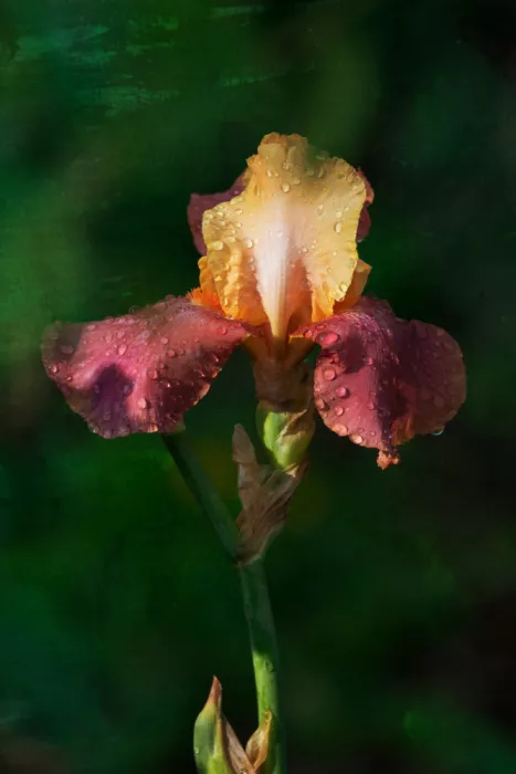 Cui, yang Xiang: Flower