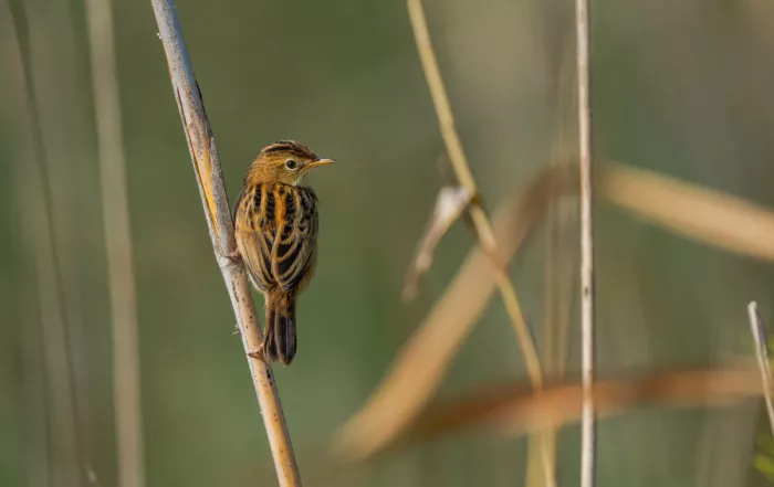 Tortajada, Ezequiel: Cvrčilka říční (Cisticola juncidis)