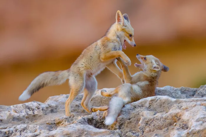 Manusevich, David: Fox family
