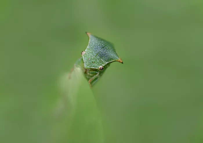 Vasileniuc, Oana: All green