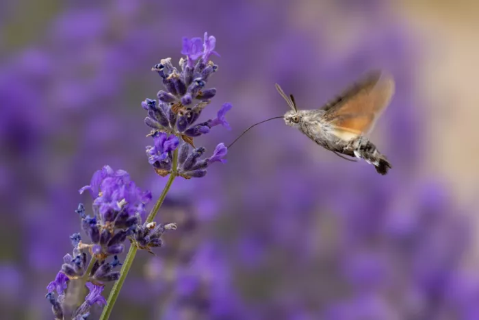 Ronnie, Khan Azim: Esfinge colibrí