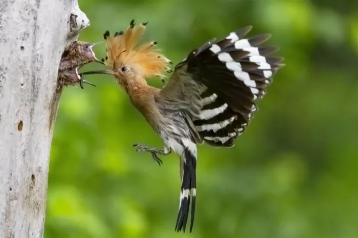 Mizrachy, Haim: MAMA UPUPA FEEDING TWO BABIES