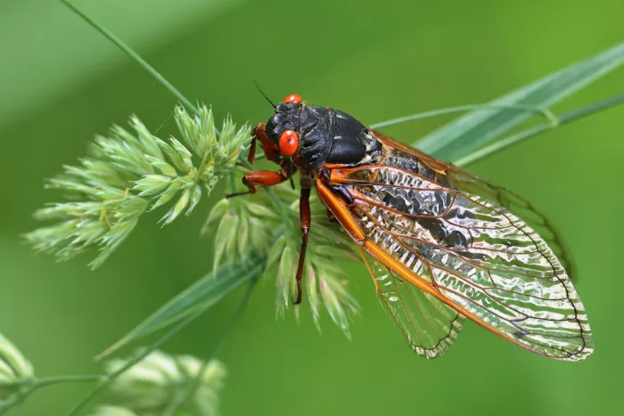 Matt: Red Eyed Cicada