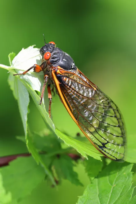 Matt: Red eyed cicada