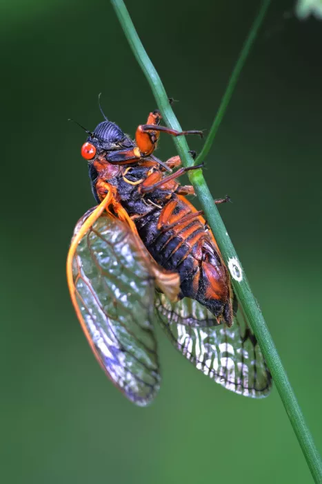 Matt: Red eyed cicada