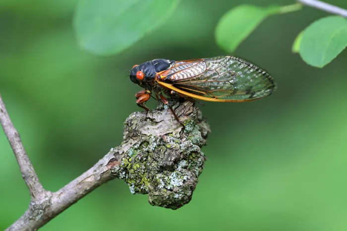 Matt: Red eyed cicada