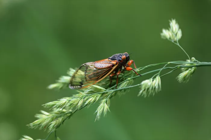 Matt: Red eyed cicada