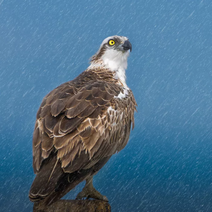 mahmoud, Adel: Osprey