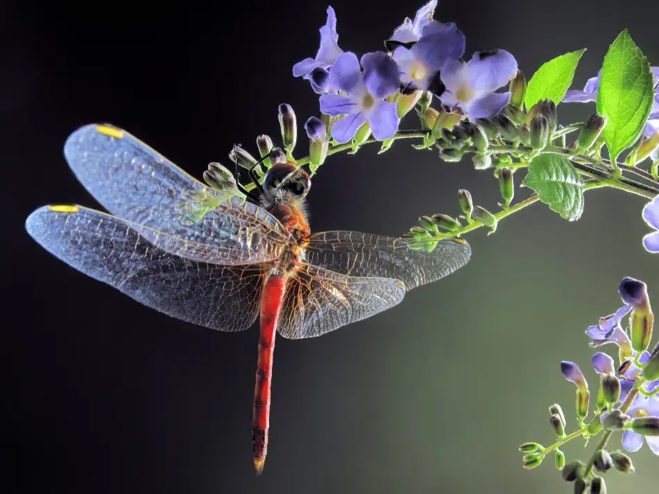 Hoffman, Jimmy: Dragonfly
