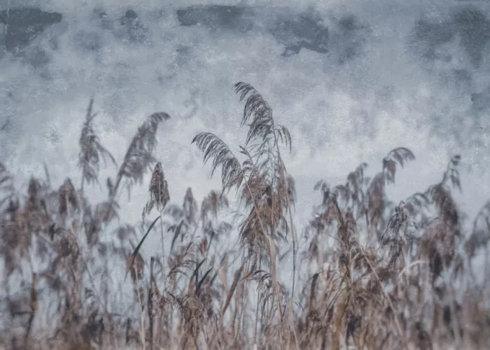Jaszke, Justyna: Wet Plate Photography Nature 3