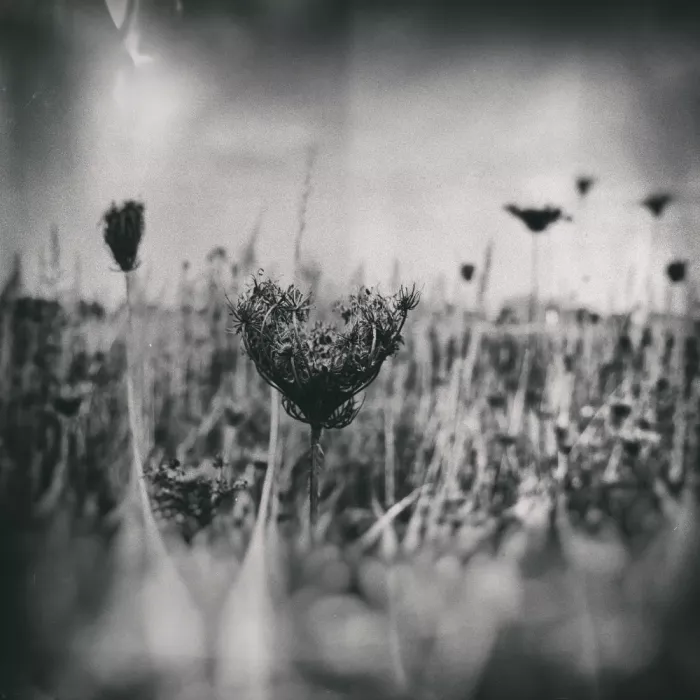 Jaszke, Justyna: Wet Plate Photography Nature 4