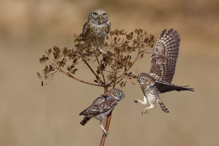 Manusevich, David: Little owls